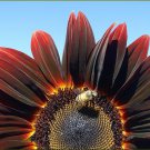Chocolate Cherry Sunflower Flower Seeds Vegetable Seeds Seed Packets
