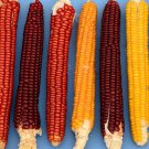 Corn Cascade Rubygold Flint Corn Seeds Vegetable