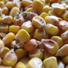 Corn Lancaster Sure Crop Dent Flour And Feed Corn Seeds Naturally Grown