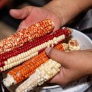Corn Magic Manna Flour Corn Seed Modern Original Strain Open Source Seed Initiative