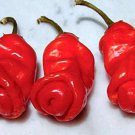 Red Peter Hot Pepper Seeds Vegetable Seeds Chile Pepper Ornamental