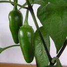 Jalapeno Pepper Hot Pepper Seed
