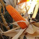 Cateto Sulino Flint Corn Seeds Vegetable Seeds Uruguay Argentina Landrace