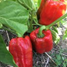 King Of The North Bell Pepper Sweet Pepper Seeds Naturally Grown Vegetable Seeds