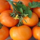 Woodle Orange Beefsteak Tomato 20 Seeds Semi Rare Hard To Find Grown To Organic Standards