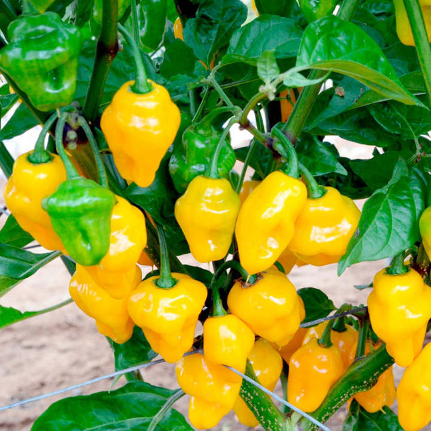 Trinidad Perfume Sweet Pepper Seeds Vegetable Seeds Sweet No Heat