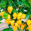 Trinidad Perfume Sweet Pepper Seeds Vegetable Seeds Sweet No Heat