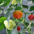 Sweet Bonnet Sweet Pepper Seeds Sweet Mild Heat Pepper Tropical Fruity Flavor Container