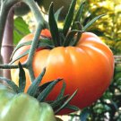 Kelloggs Breakfast Beefsteak Tomato West Virginia . Seeds Sweet Orange Large Beefsteak