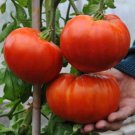 Delicious Tomato 20 Seeds Vegetable Seeds Seed Packets Size Record Holder
