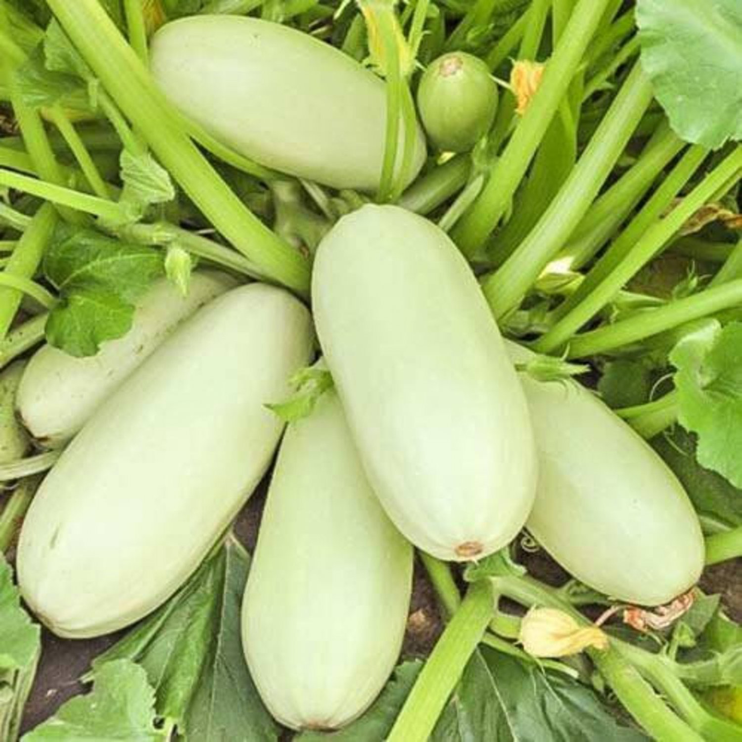Trieste White Zucchini Squash Seeds Vegetable Seeds Seed Packets