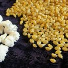 Tom Thumb Popcorn Seeds Vegetable Seeds Seed Packets