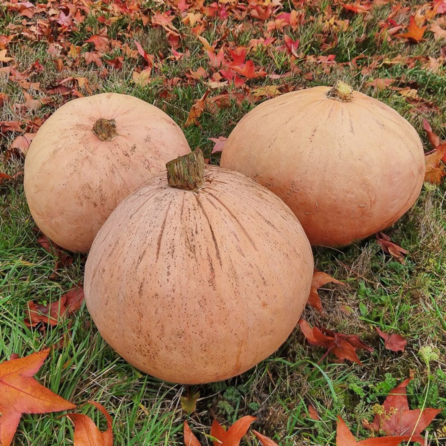 Therons Winter Harvest Winter Squash Seeds Vegetable Seeds Seed Packets
