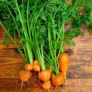 Parisian Carrot Seeds Vegetable Seeds Aka Tonda Di Parigi Baby Carrot