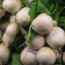 White Egg Turnip