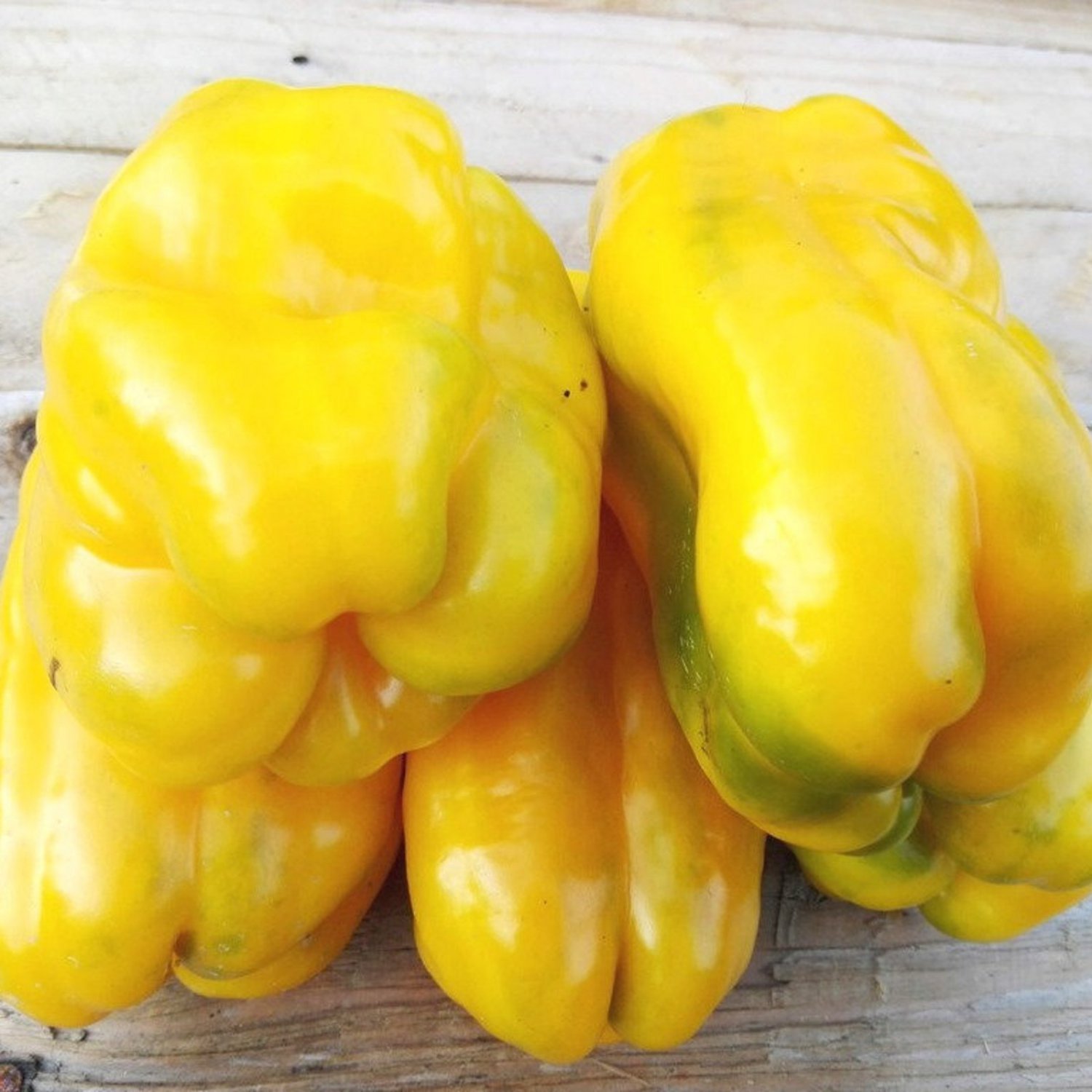 Yellow Monster Bell Swet Pepper Seeds Huge Sweet Yellow Bell Pepper Naturally Grown