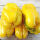 Yellow Monster Bell Swet Pepper Seeds Huge Sweet Yellow Bell Pepper Naturally Grown