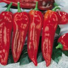 Corno Di Toro Rosso Italian Sweet Pepper Aka Corno Di Toro Red Horn Of The Bull Italian Seeds