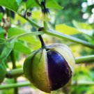 Purple Blush Tomatillo Seeds Organic Great For Salsa Verde Sweet & Fruity Can Be Grown Up A Trellis.