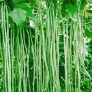 Oriental Yard Long Pole Bean Seeds Vegetable Seeds Seed Packets
