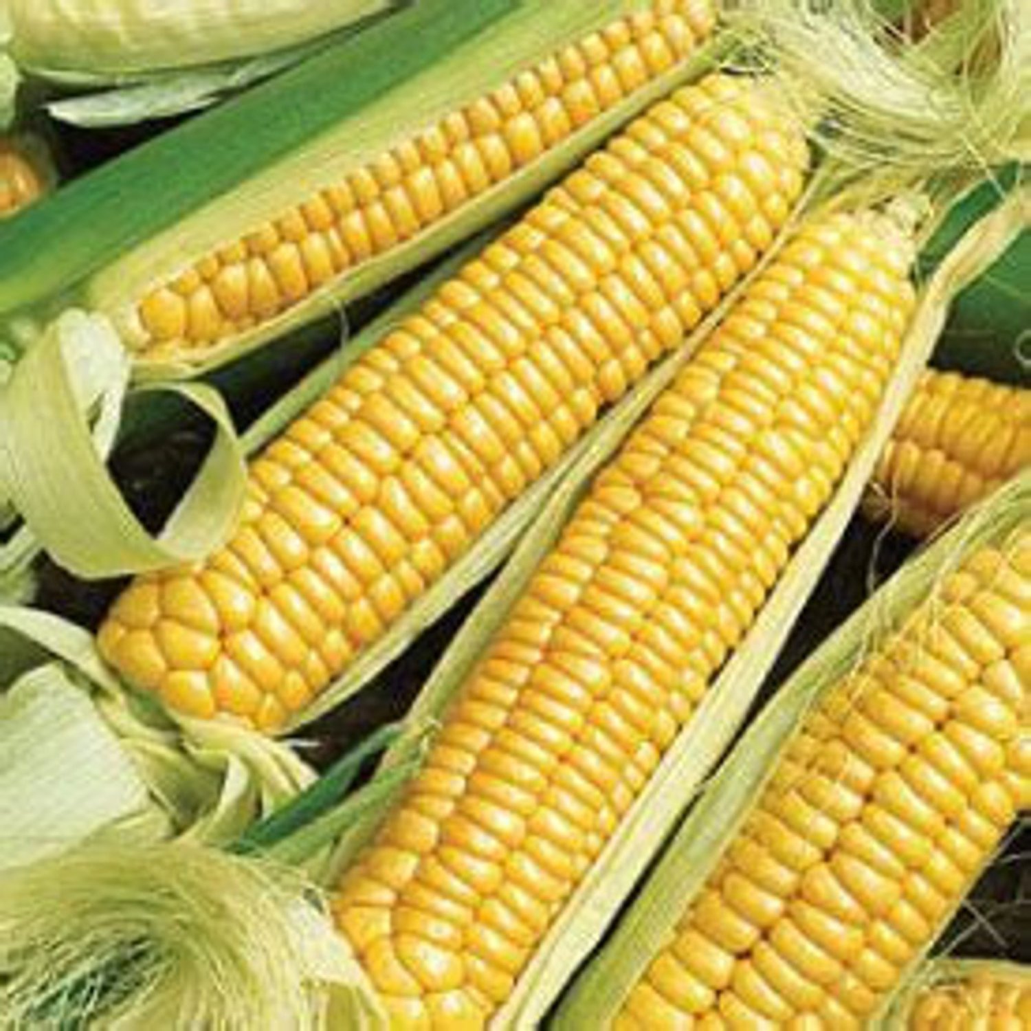 Golden Bantam Sweet Corn Seeds Gold Standard For Yellow Sweet Corn Organically Grown