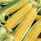 Golden Bantam Sweet Corn Seeds Gold Standard For Yellow Sweet Corn Organically Grown