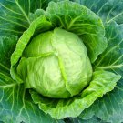 Early Copenhagen Cabbage