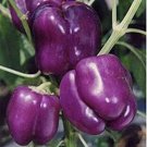 Purple Beauty Bell Sweet Pepper Seeds Vegetable Seeds