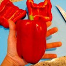 Keystone Giant #3 Sweet Bell Pepper 20 Seeds Vegetable