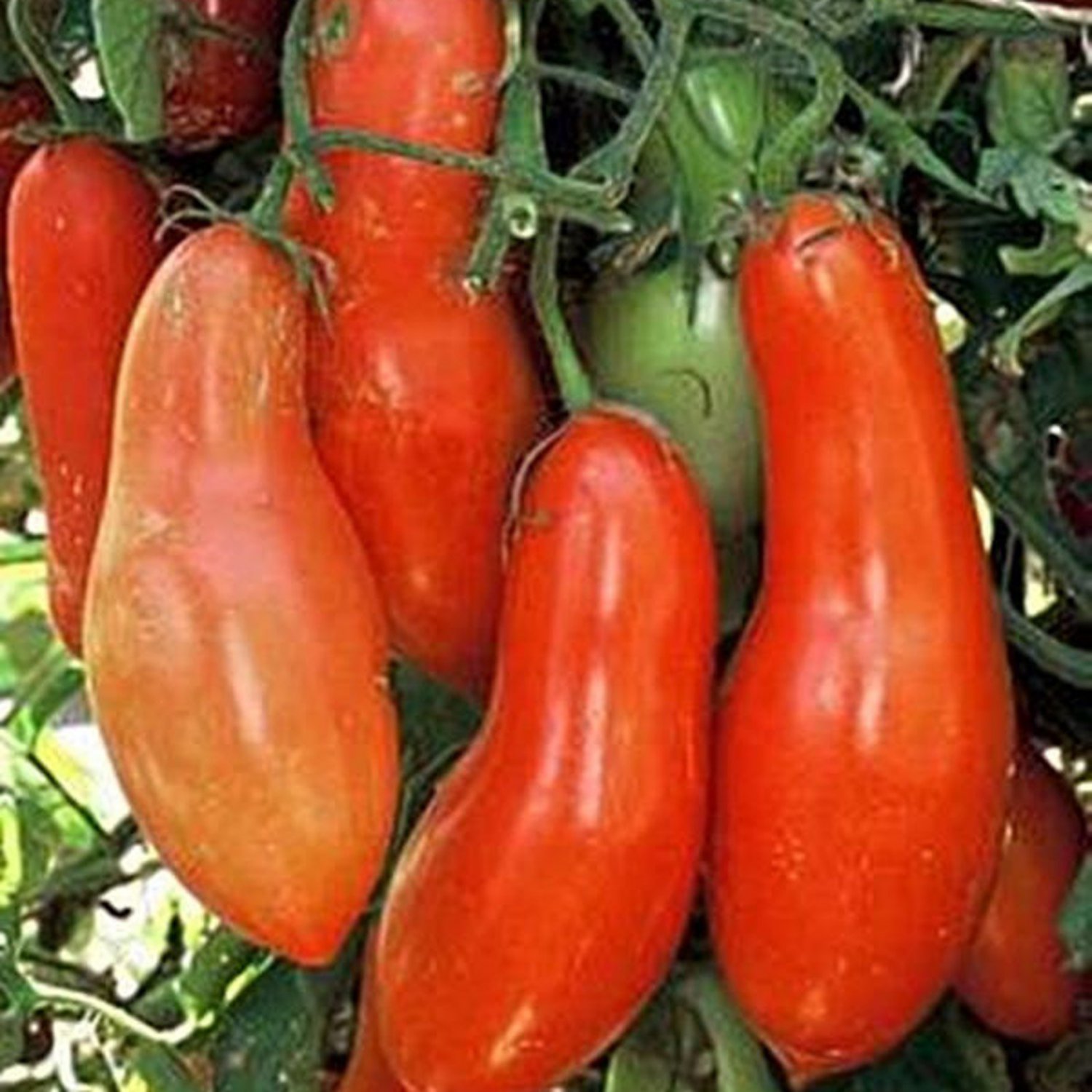 Sausage Paste Tomato Seeds Grown To Organic Standards 5 Inch Long Prolific