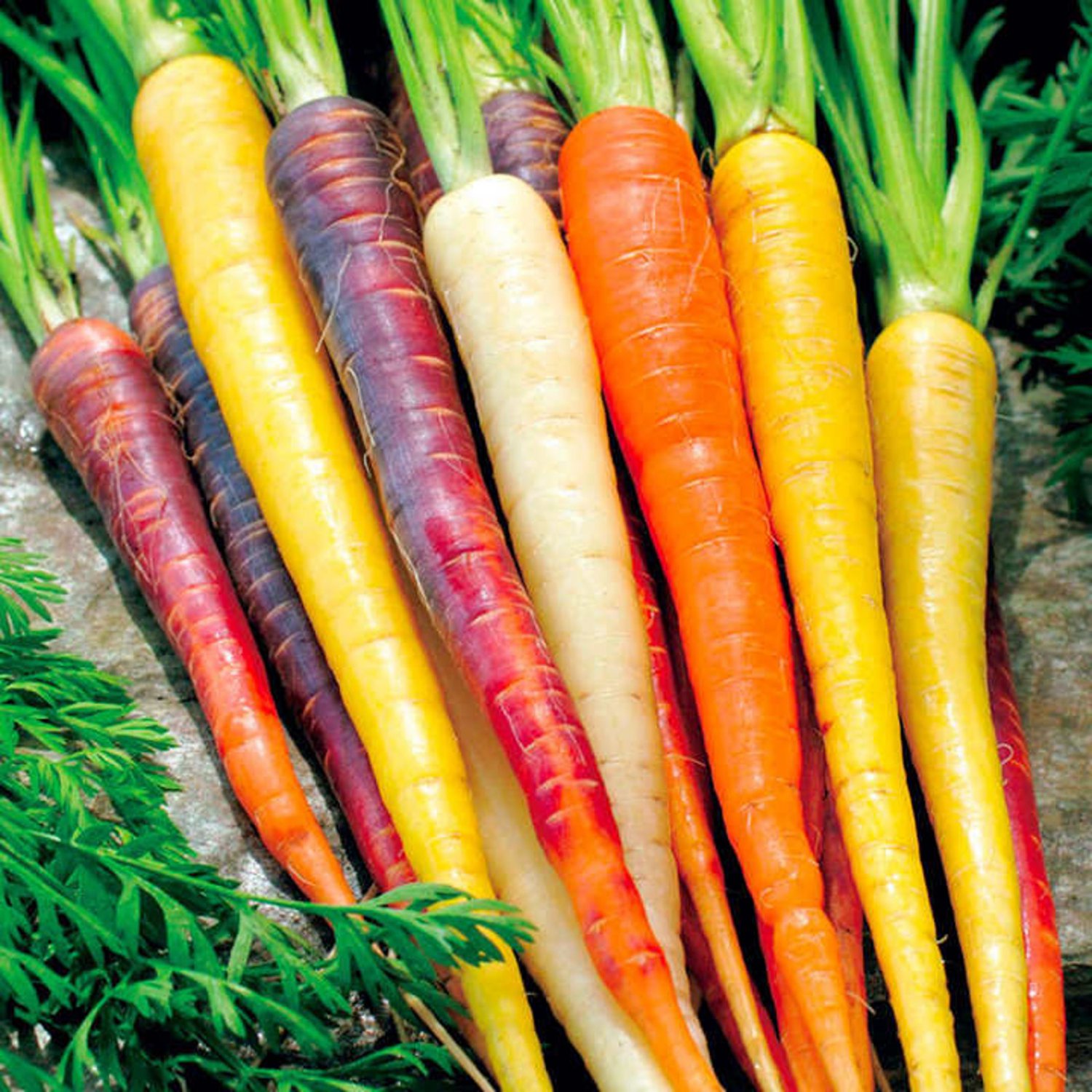 Rainbow Carrot Mix