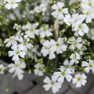 Babys Breath Flower Seeds Covent Gypsophila Elegans Annual Showy White Flower Baby Shower Gift