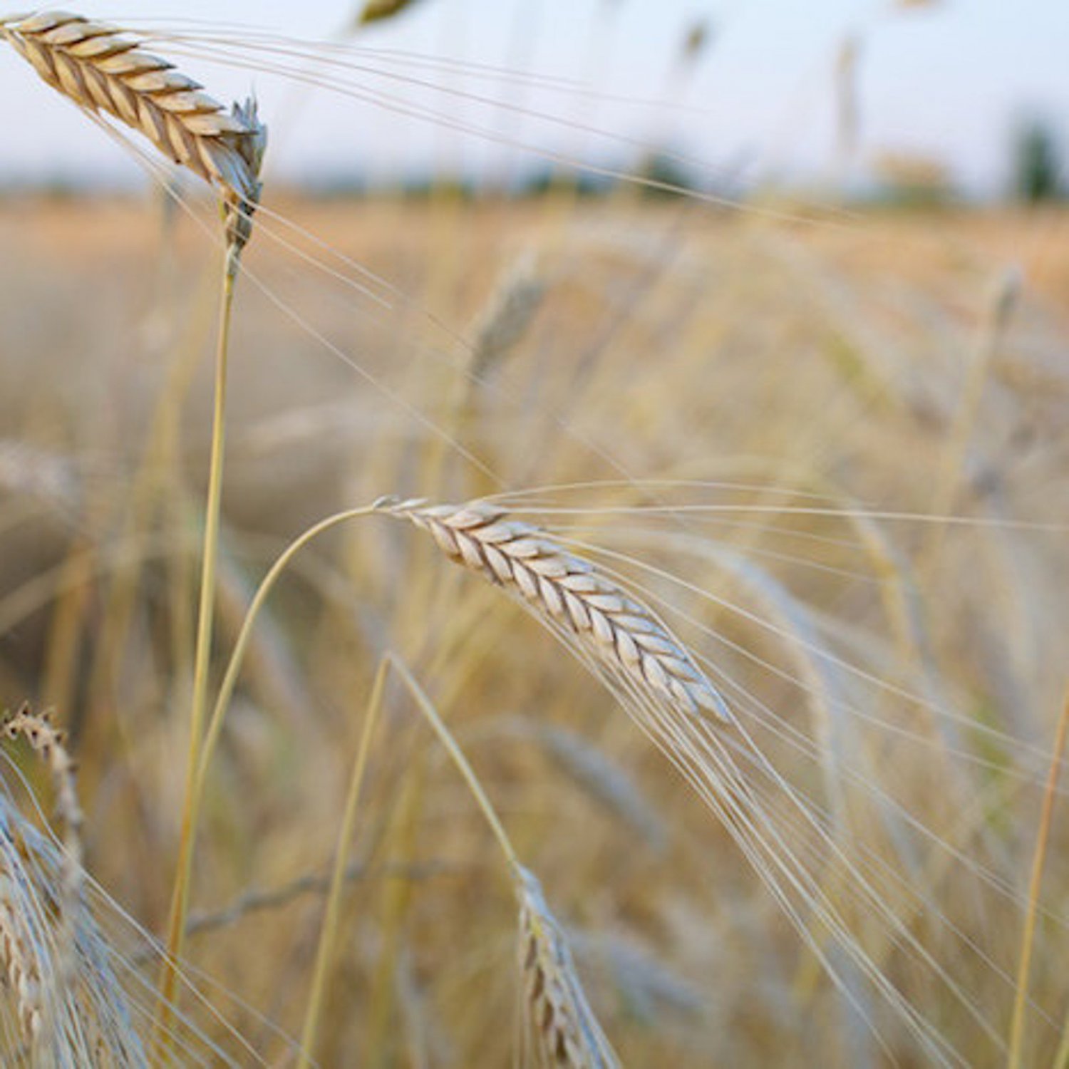 Organic Einkorn Grain Seed 150 Seed Starter Pack Ancient Cereal & Flour Graingrow Your Own Flour