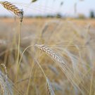 Organic Einkorn Grain Seed 150 Seed Starter Pack Ancient Cereal & Flour Graingrow Your Own Flour
