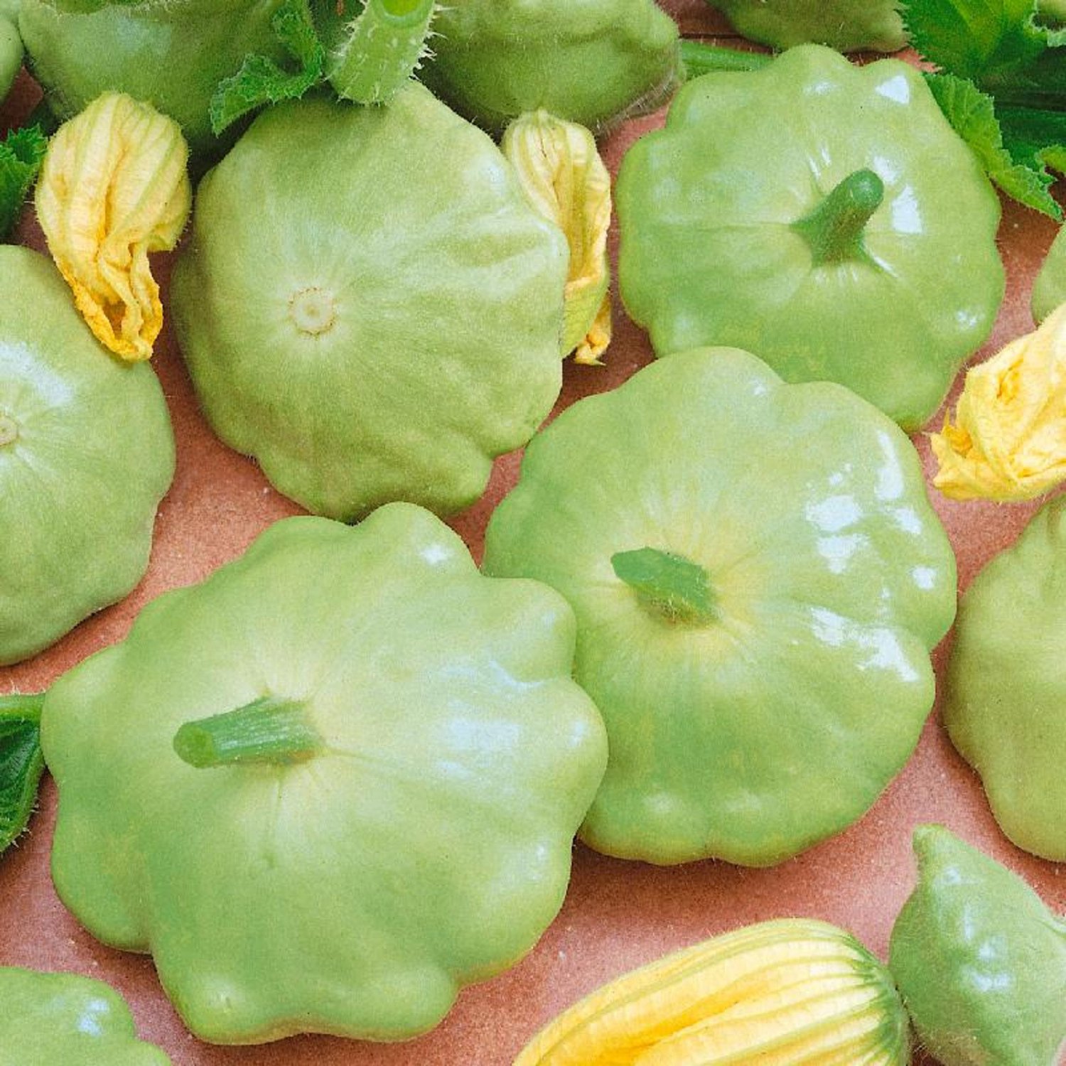 Bennings Green Tint Summer Squash Scallop Patty Pan Seeds