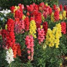 Snapdragon Tall Spur Mix Seeds Deluxe Tall Mixed Colors