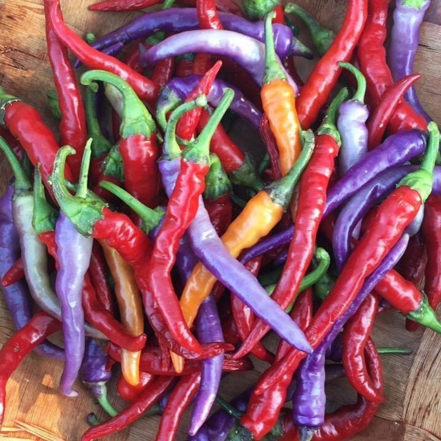 Buena Mulata Hot Pepper Seeds Vegetable Seeds Rare Seeds Many Colors