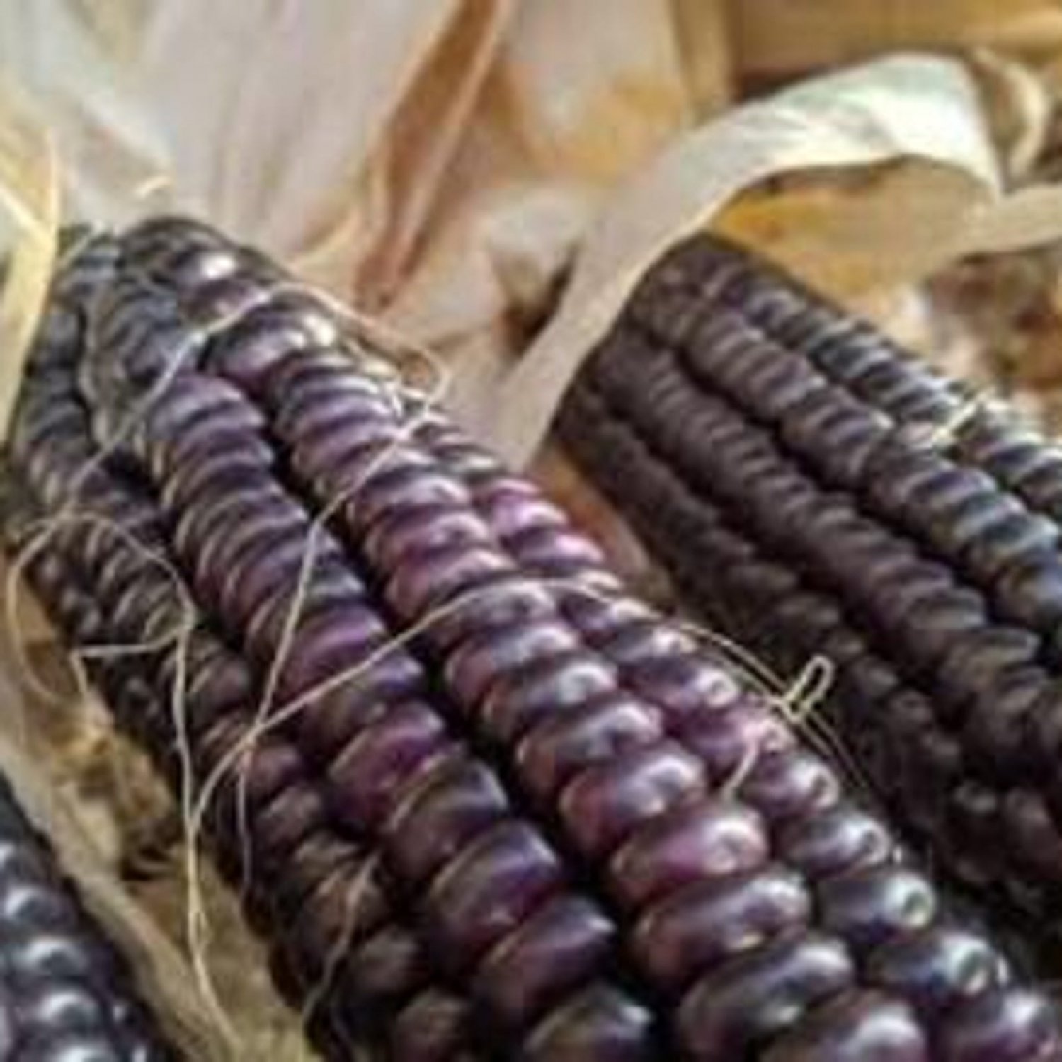 Hopi Blue Corn Seeds Vegetable Seeds Seed Packets