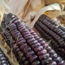 Hopi Blue Corn Seeds Vegetable Seeds Seed Packets
