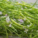 Rattail Radish Seeds Oriental Seasoning Seedpod Radish Pickling Radish