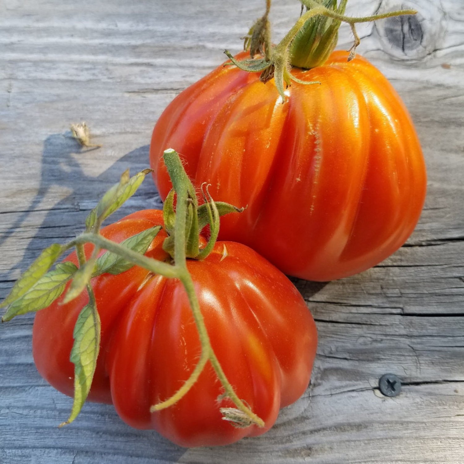 Belmonte Pear Paste Tomato Italian Oxheart Paste Seeds Grown To Organic Standards