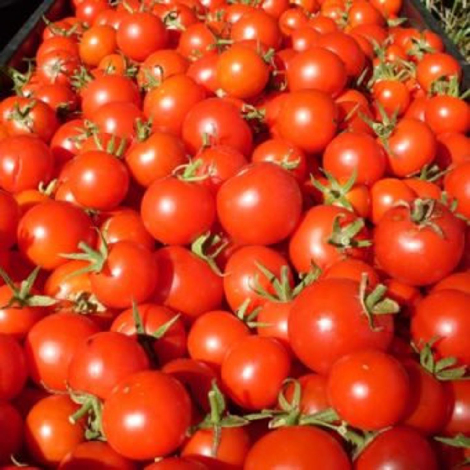 Red Centiflor Cherry Tomato Seeds Vegetable 100 Flowers Heavy Bearing