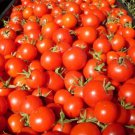 Red Centiflor Cherry Tomato Seeds Vegetable 100 Flowers Heavy Bearing