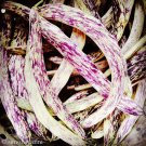 Dragon’S Tongue Bush Bean Seeds Vegetable Seeds Seed Packets Dutch Variety