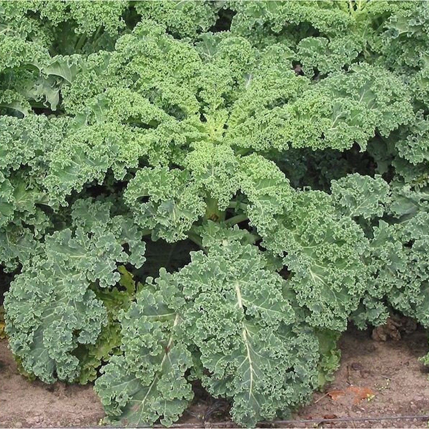 Dwarf Siberian Kale Seeds Vegetable Seeds Seeds