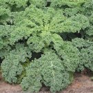 Dwarf Siberian Kale Seeds Vegetable Seeds Seeds