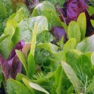 Lettuce Gourmet Cutting Mix