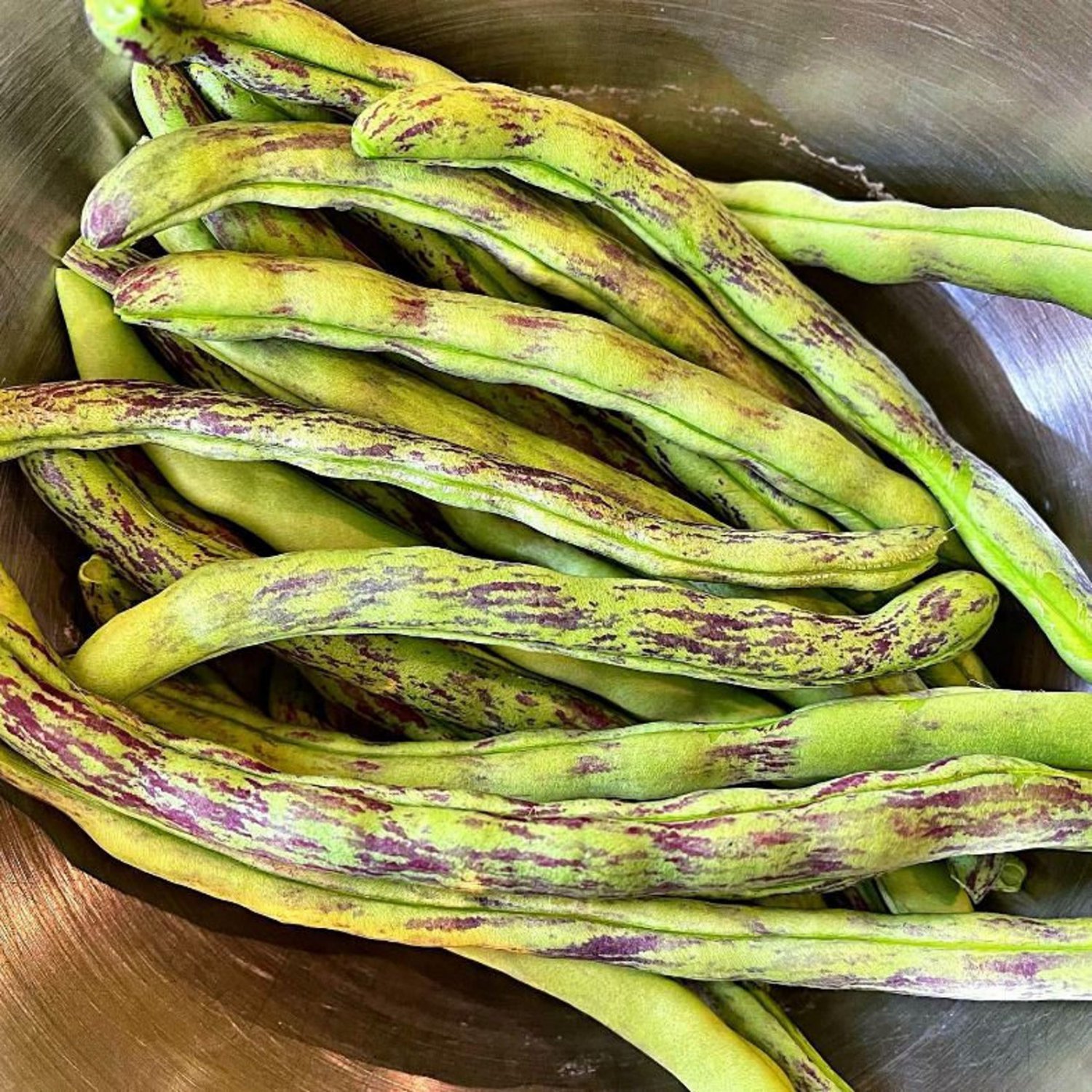 Rattlesnake Pole Bean Seeds Vegetable Seeds Aka Preacher Bean Seed Packets