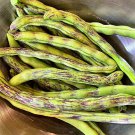 Rattlesnake Pole Bean Seeds Vegetable Seeds Aka Preacher Bean Seed Packets