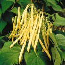 Pisarecka Zlutoluske Yellow Bush Wax Bean Seeds Vegetable Seeds Czech Variety